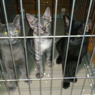 オスメス子猫4匹、母猫１匹保護しました、残り2匹