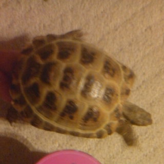 お返事出来ていない方々申し訳ございません。