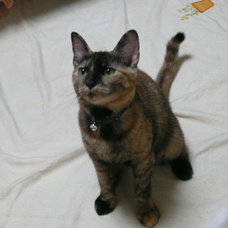 生後半年☆小柄なサビ猫です＾＾　避妊ﾜｸﾁﾝ済