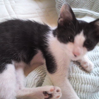オスの子猫の里親さん募集します。