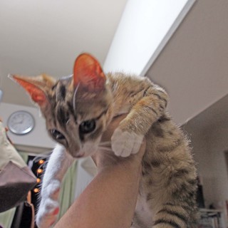 Qちゃん（仮）遊び好きで人が大好き、甘えたさんの子猫です