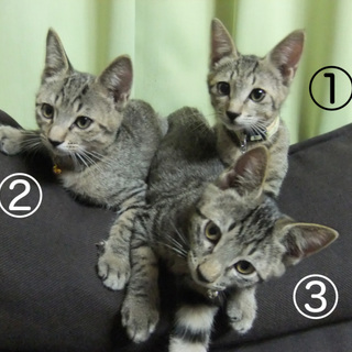 里親募集しています