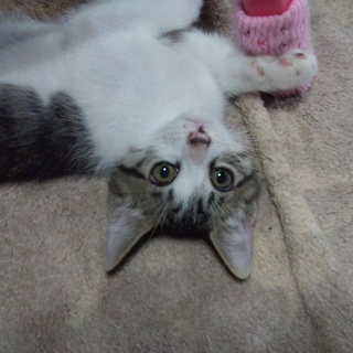 飼い主さんが決まりました。