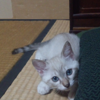 飼い主さんが決まりました。