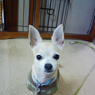 里親急募！！！