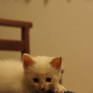 緊急！里親募集！(2)