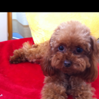 トイプー　女の子