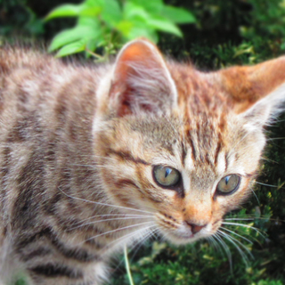 ノラの子猫です。