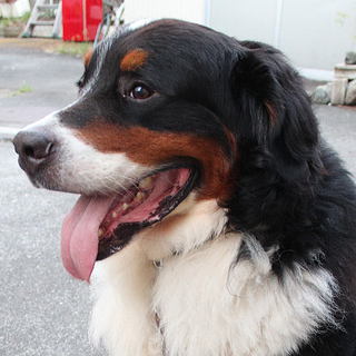 ■一時中止■おじいちゃんとお父さんがチャンピオン犬です。