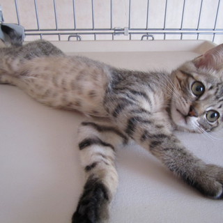 優しい里親様に出会えました。ありがとうございます。