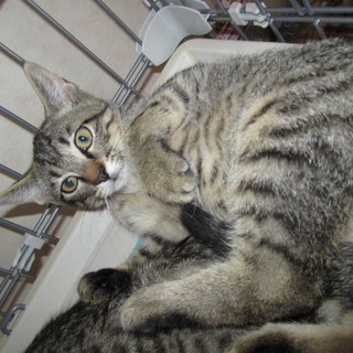 至急里親募集中！