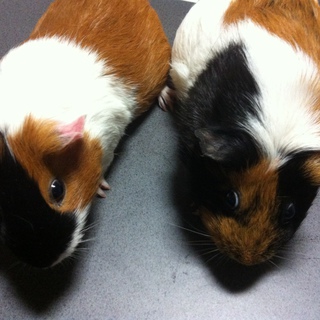 モルモット２匹（メス）の里親を募集します。