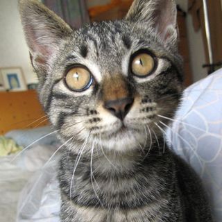 ありがとうございました