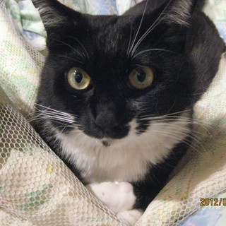 人馴れ抜群、タキシード猫