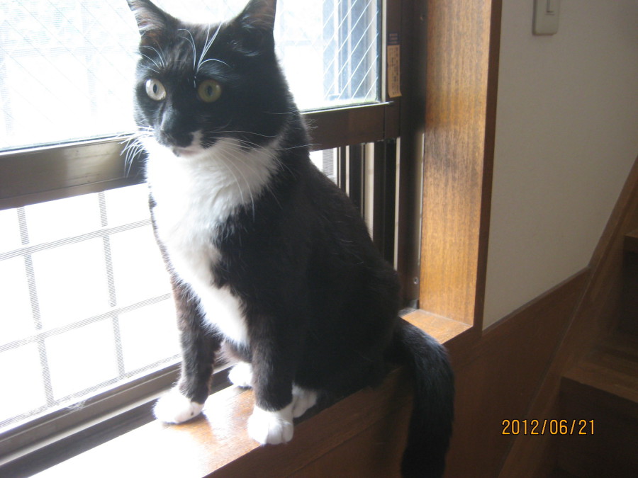 タキシード猫に関する6つの魅惑的な事実