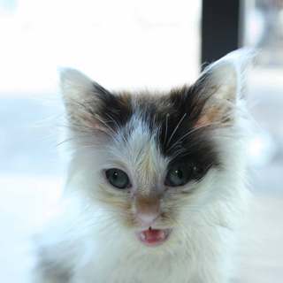 里親になって、もらえませんか？？