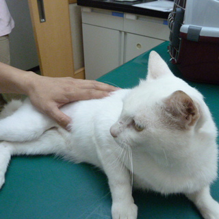 目がオッドアイの猫