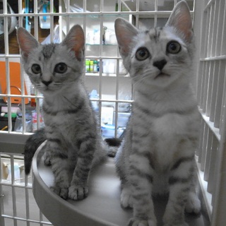 お転婆グレー姉妹の里親さん募集