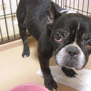 この子をどうか可愛がってあげてください。