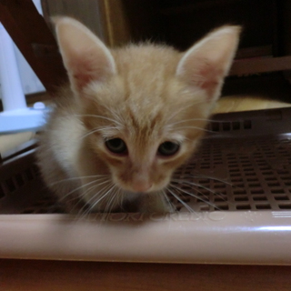 生後一カ月の茶トラ