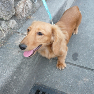 新しい家族を探しています！