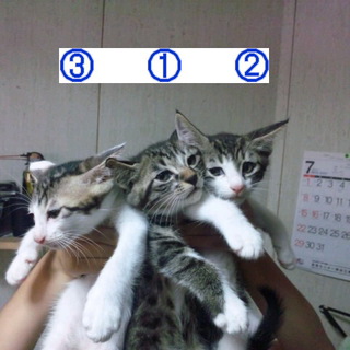 子猫３兄弟