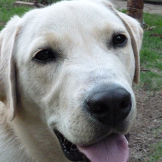 1歳のラブラドールです