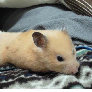 子ハム３兄弟里親募集（里親様決定しました☆）