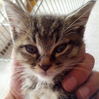 子猫の里親募集！