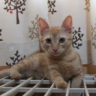 甘えん坊の茶とらの男の子です