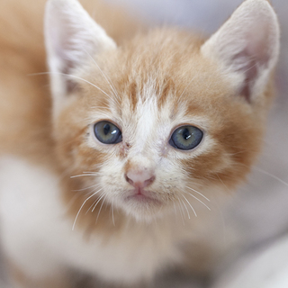 生まれて間もないかわいい子猫です。