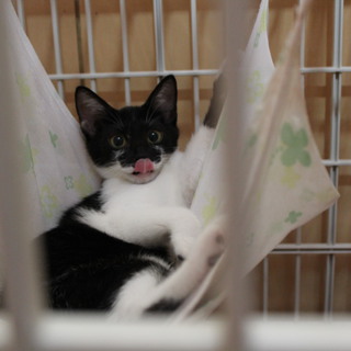 まだ人に馴れてませんけど・・・