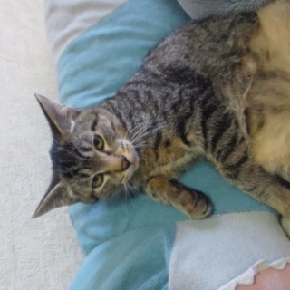 子猫6匹ほど居ます☆