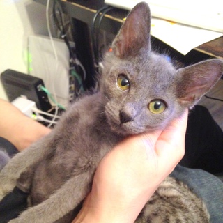 グレー　男の子　生後2ヶ月