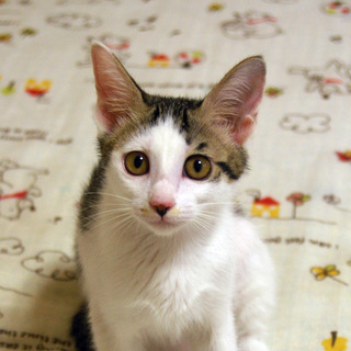 保護猫の子ども（１）