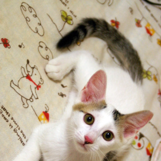 保護猫の子ども（２）