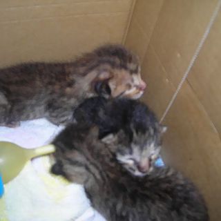 里親募集終了します