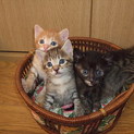 子猫４匹