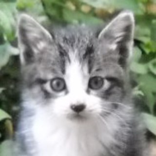 仔猫の里親募集【神奈川県】