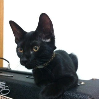 魔女の宅急便のジジに似た子猫の里親を募集します！