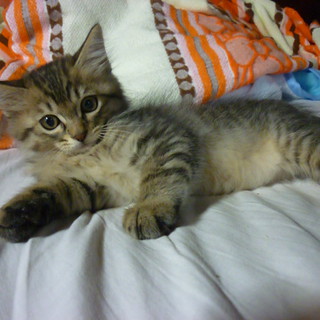 キジトラの子猫の里親募集