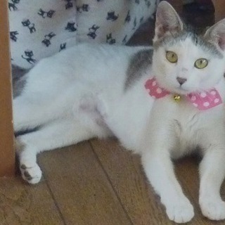 目尻ではねたアイラインがとっても魅力的な六花の里親さま大募集☆