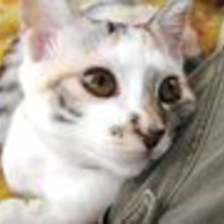 【募集一時停止】白三毛ゆきちゃん