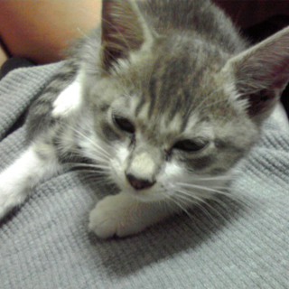 子猫　里親募集中です！