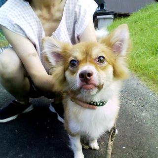 【緊急・保護】チワワ・ダックス系雑種／１才／オス