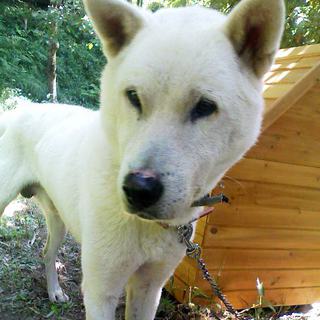 柴系雑種／オス