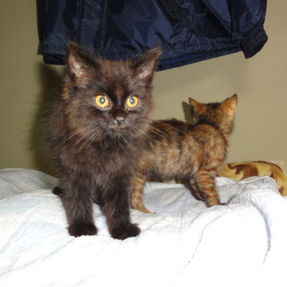 もこもこ黒子猫と茶ぶち子猫