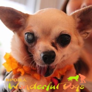 「リボン」チワワ・推定10歳・♀