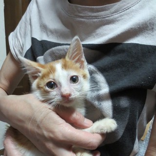 生後２か月茶白の女の子です