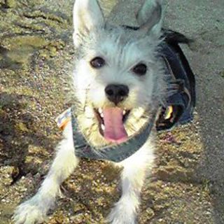 大切に可愛がって下さる方